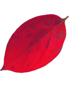 แผ่นพลาสติกใสแบบไดคัท (200 แผ่น) 65786 ลายใบพลับจิ๋ว