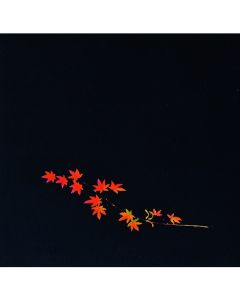 OP Clear Four Seasons Red Maple Leaf (200 แผ่น) OS-18-9