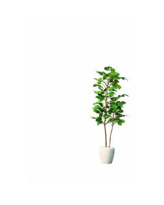 In Green artificial plant installation type  อันละ 1 อัน