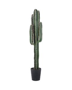 Relair foliage plant