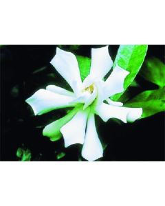 สติ๊กเกอร์รูปถ่าย Bi-Nursing Gardenia