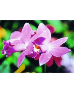 สติ๊กเกอร์รูปถ่าย Bi-Nursing Cattleya