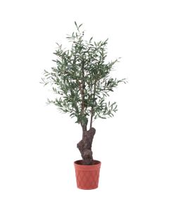 Relair foliage plant