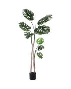 Relair foliage plant