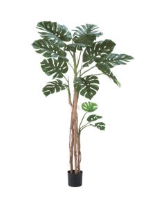 Relair foliage plant