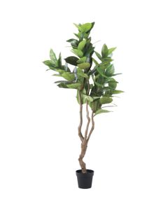 Relair foliage plant