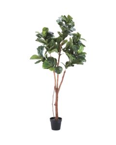Relair foliage plant