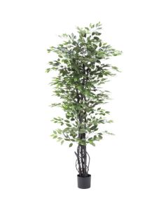 Relair foliage plant