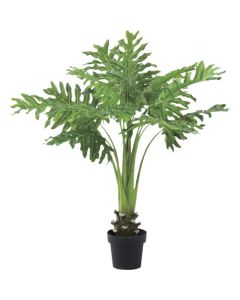 Relair foliage plant