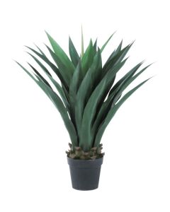Relair foliage plant