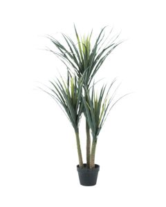Relair foliage plant