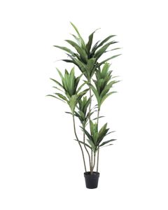 Relair foliage plant