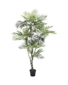 Relair foliage plant