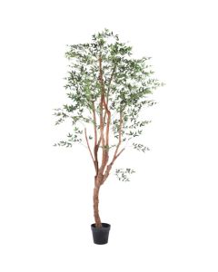 Relair foliage plant